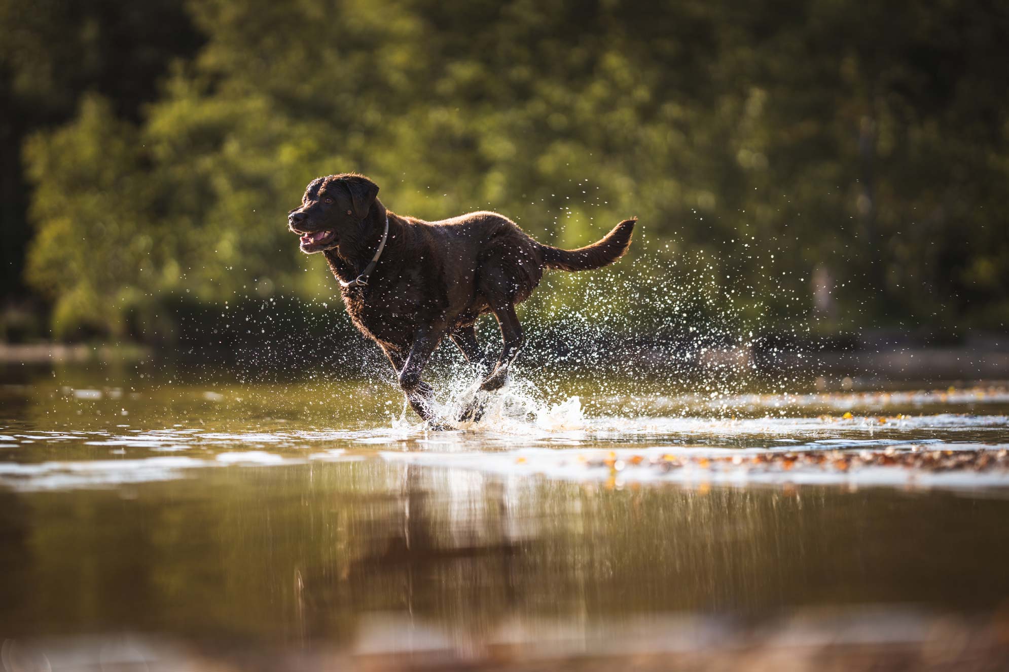 Hundefotografie Ostfriesland