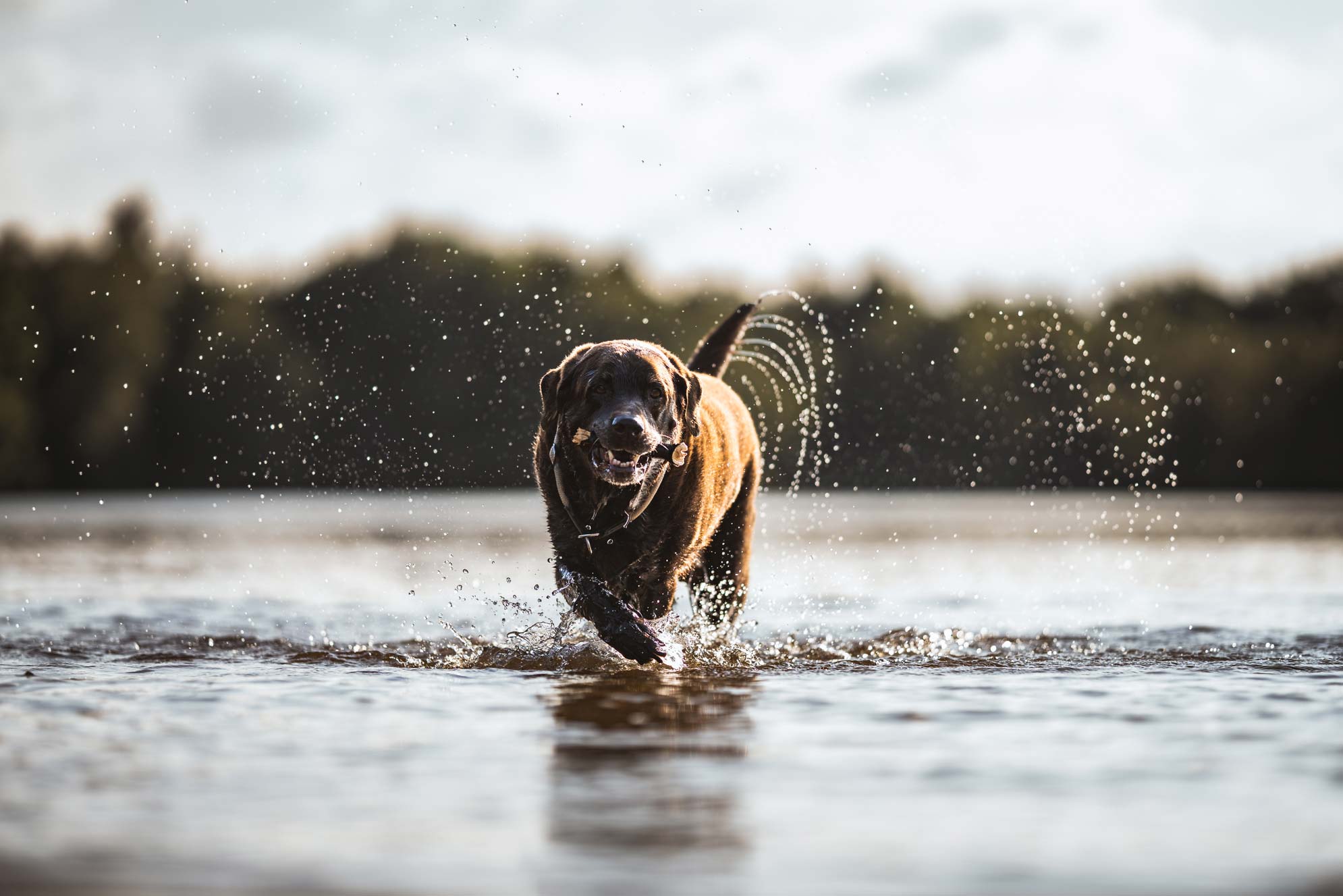 Hundefotografie