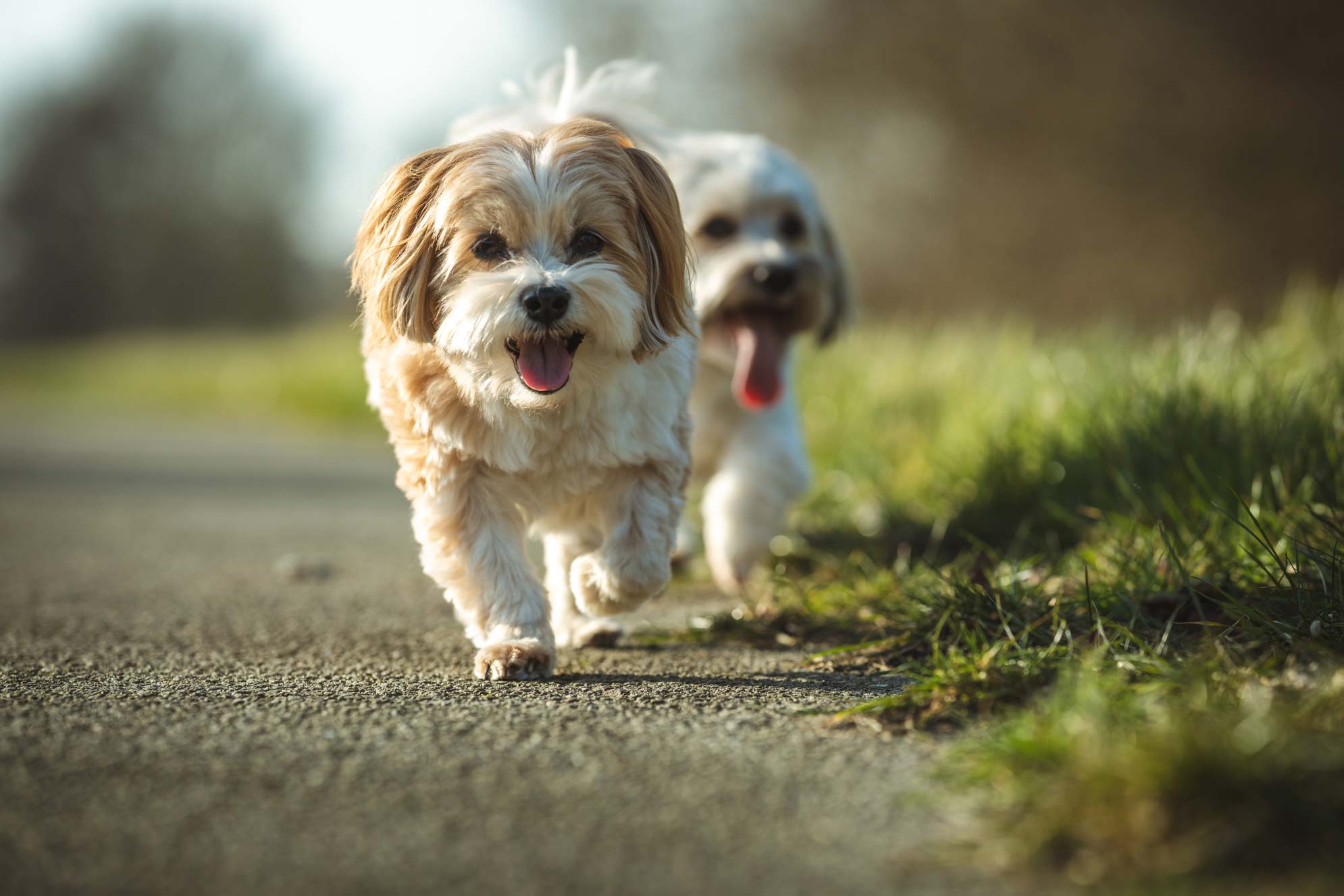 Hundefotografie Ostfriesland