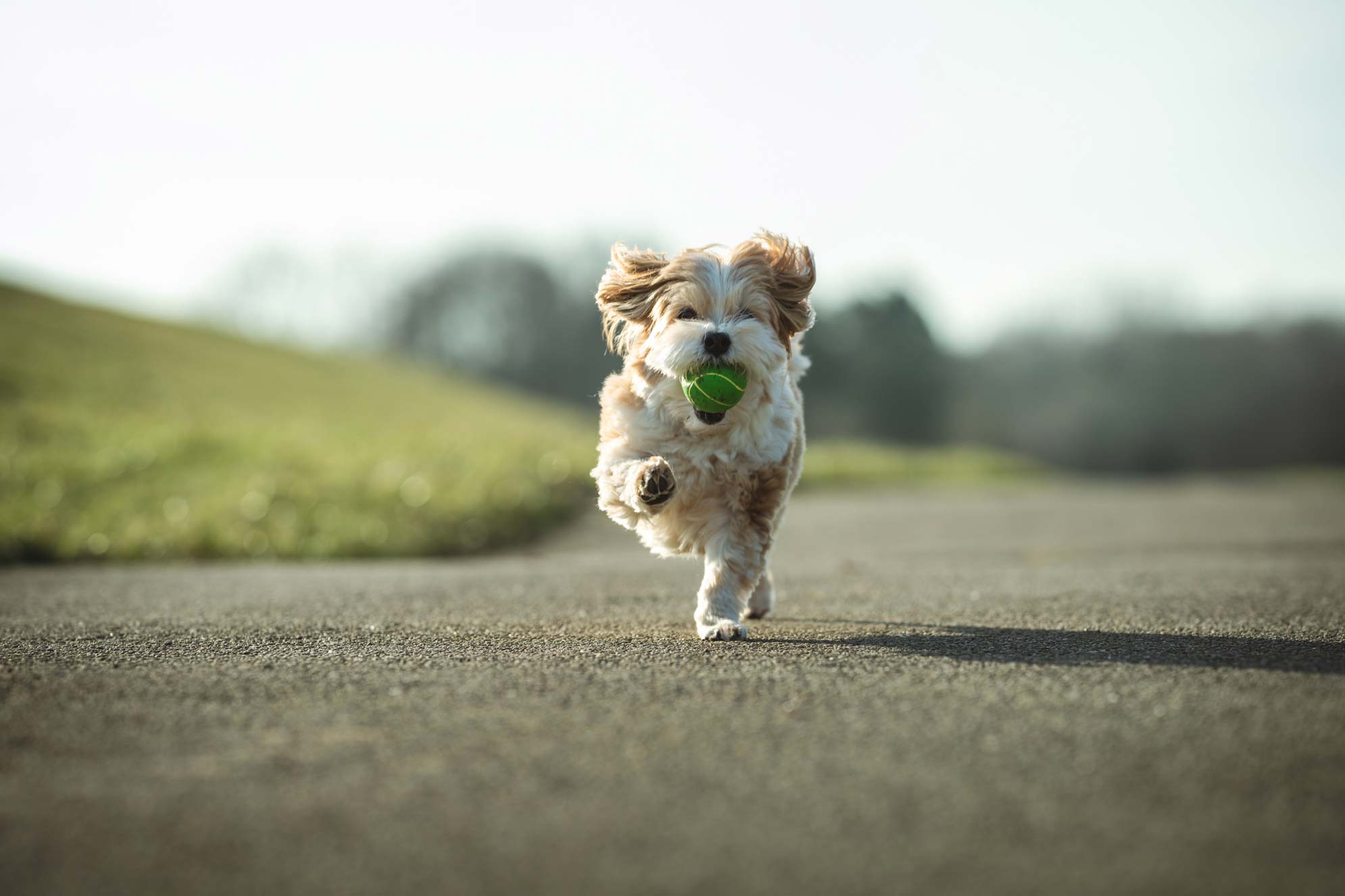 Hundefotografie Ostfriesland