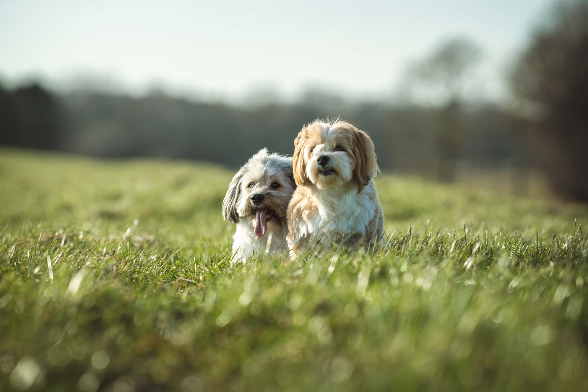 Hundefotografie Ostfriesland