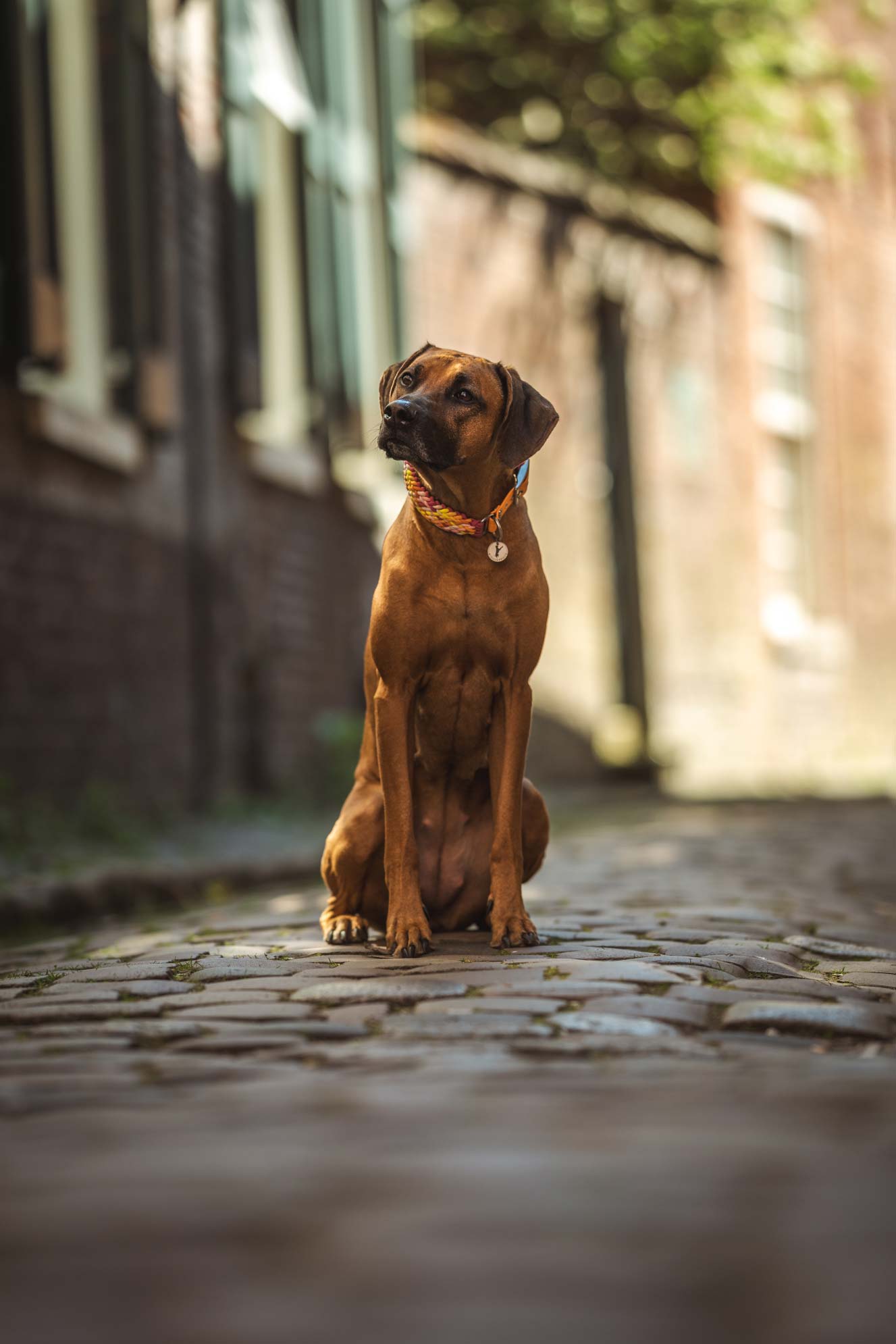 Hundefotografie Ostfriesland Leer