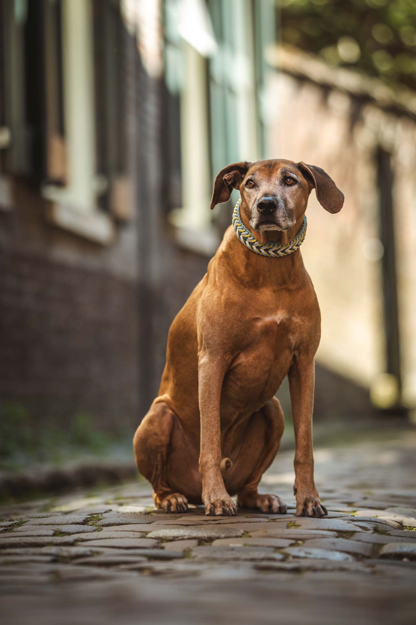 Hundefotografie Ostfriesland Leer